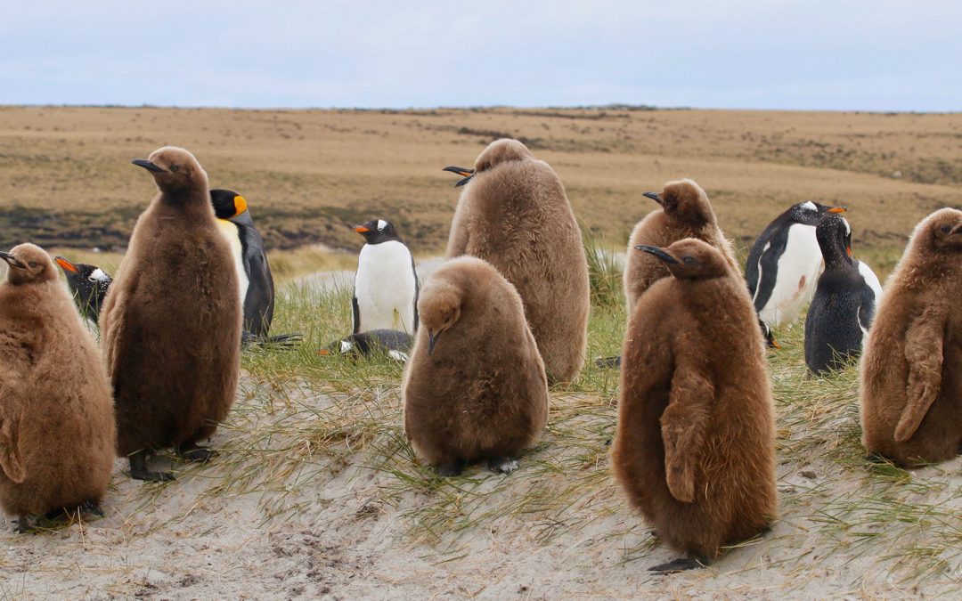 Bluff Cove – Falkland Islands